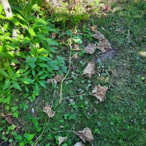 Opfer 1 Kürbispflanze.jpg