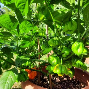 Bahamian Goat Pepper 080822.jpg