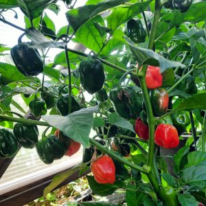 Habanero Red 080822 02.jpg