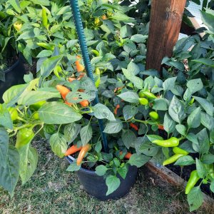 Kalifornischer Peperoni 080822.jpg