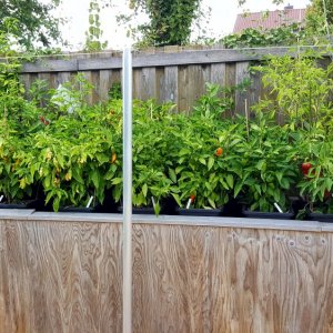 Chilihochbeet