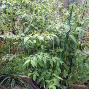 Rocoto Aji Largo
