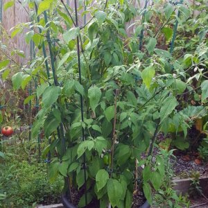 Rocoto De Seda