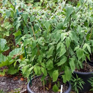 Rocoto Arequipa Giant