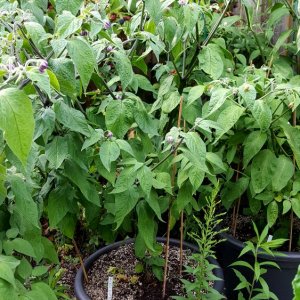 Rocoto Gelbe Riesen