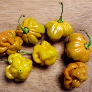 Trinidad Scorpion Moruga green