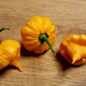 Scotch Brain Yellow