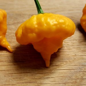 Scotch Brain Yellow