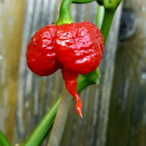7 Pot Brain Strain Red