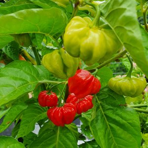 20220804_130413_01-Aji Cachucha Purple Splotched.JPG