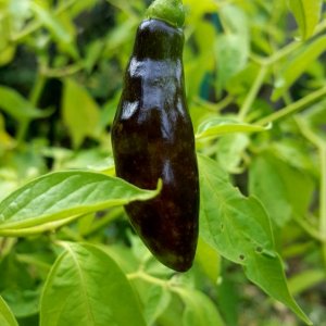 Rocoto Aji Largo