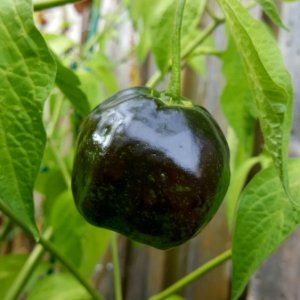 Rocoto Big Apple