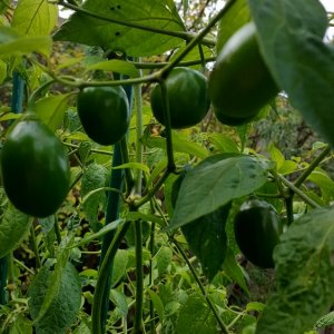 Rocoto Olive Mini