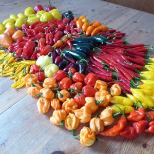 Ernte 190822 Überblick.JPG