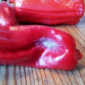 Chili Untermieter.jpg