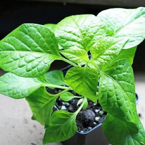 Fatalii
