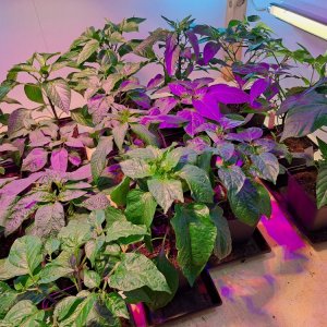 SchrankChilis rechts.jpg