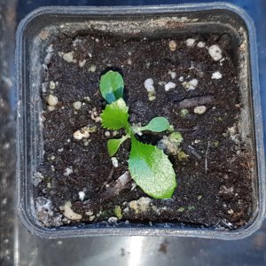 20230402_Long Thai Coriander.JPG