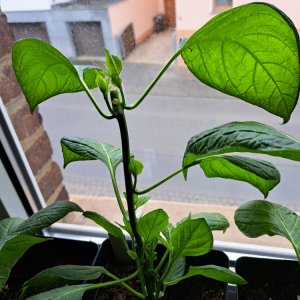 Rocoto 080423 03.jpg