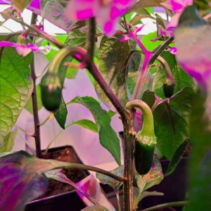 Jalapeño Agrist 080423.jpg