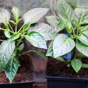 Jalapeno Brown