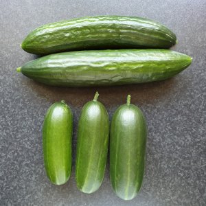 20230527_Gurkenernte.JPG
