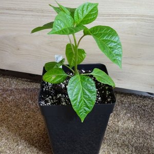 Golden_Limon_1_F5_20180330