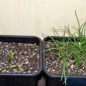 Bärlauch Und Schnittknoblauch 28042018