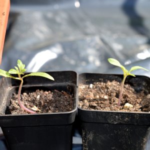 Tomate Feuerwerk Und Stripped Cavern