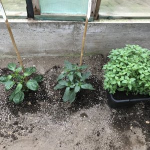 Ramiro, Leutschauer, Oregano
