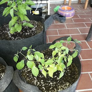Mini Rocoto (Mai)
