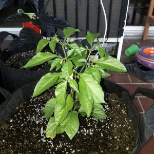 Trinidad Hornet F6 (Mai)