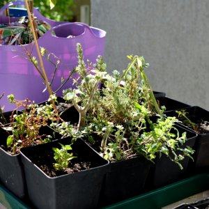 Kräutergerüst 2 06052018