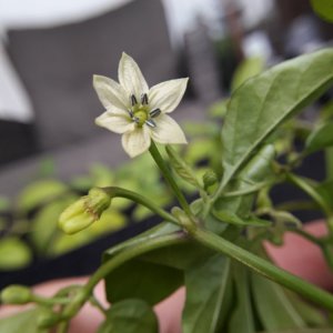 Trinidad Hornet Blüte