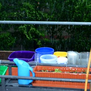 Regensammelei 15052018