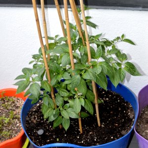 Rocoto Big Brown 02 15052018
