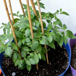 Rocoto Big Brown 15052018