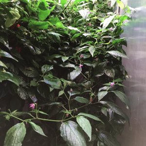 Cabe Gondol_20180519