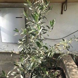 Taggiasca-Olive