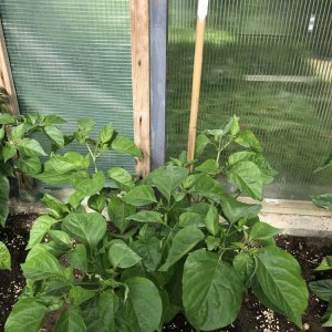 7pot Congo Chocolate