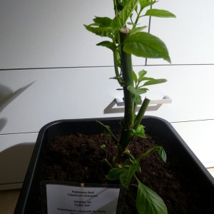 Habanero_Red_20130112