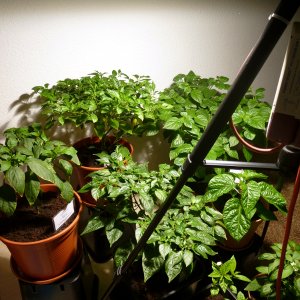 Chili-Sonne_20130112