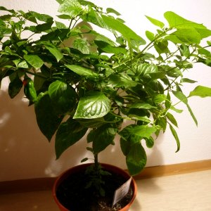 Fatalii_20130120