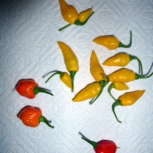 Ernte_20130120
