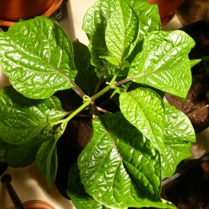 7Pod_20130125b