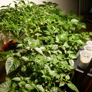 Chilis_20130201a
