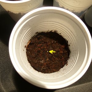 Limon2_20130209