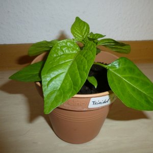 X-Strain_20130224b