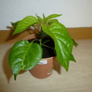 X-Strain_20130224a