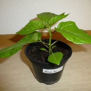 Moruga_Red_20130224a